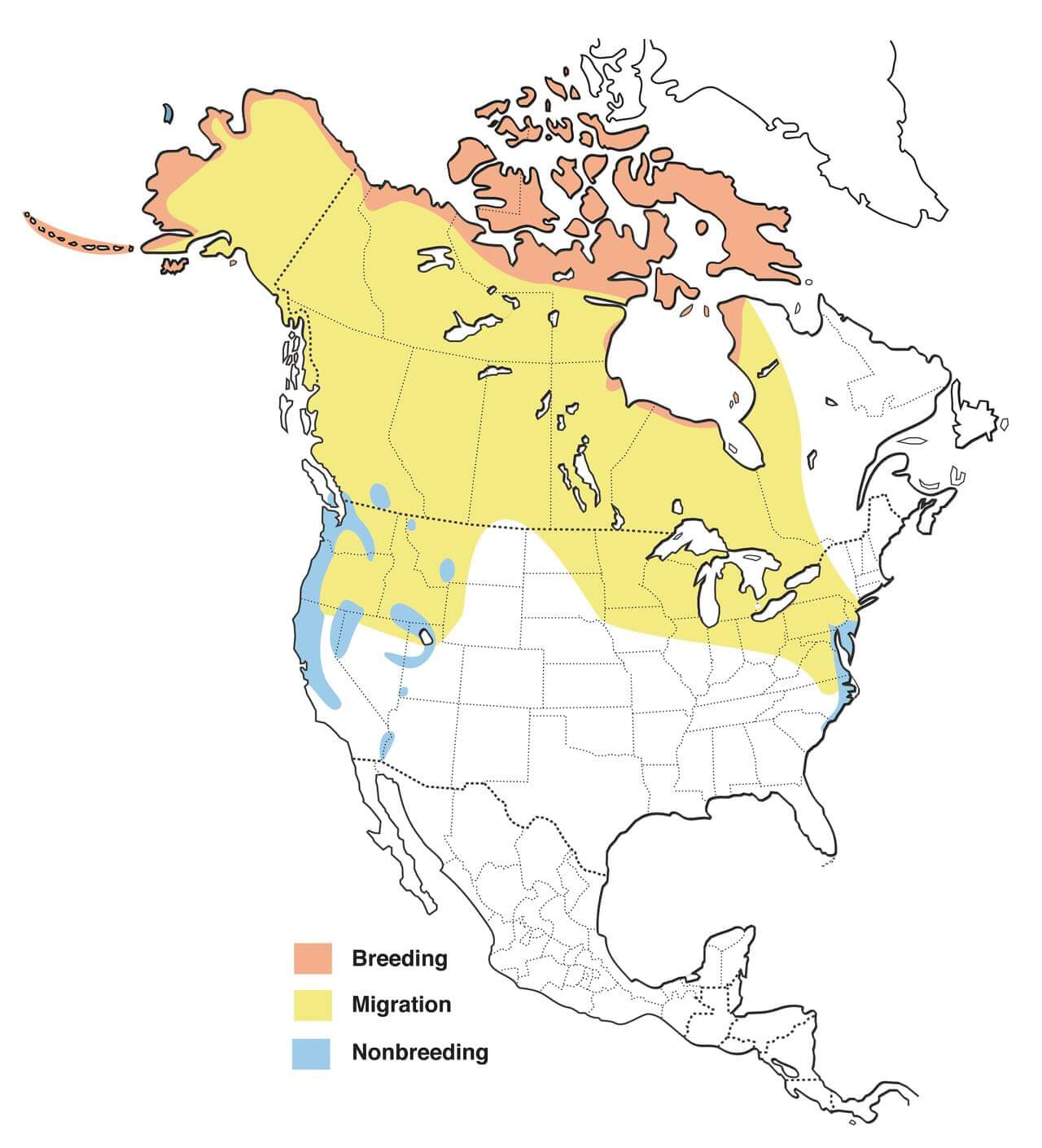 tundra-swan-migration-map.jpg